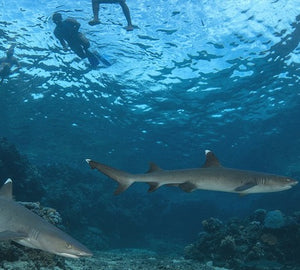 Snorkel with Sharks
