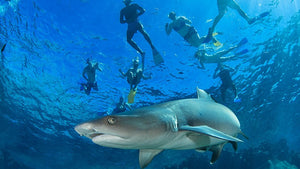 Snorkel with Sharks